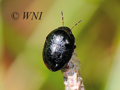 Galgupha nitiduloides (Thyreocoridae, Heteroptera)